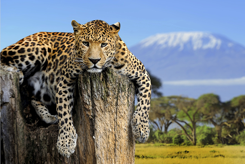 Leopard sitting on a tree on a background of Mount Kilimanjaro